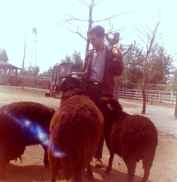 Animal Land